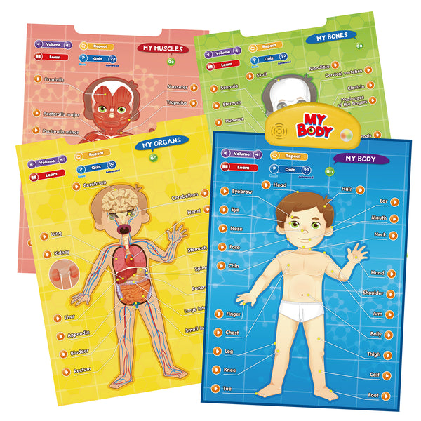 All 4 posters available at i-Poster: My Body - BEST LEARNING